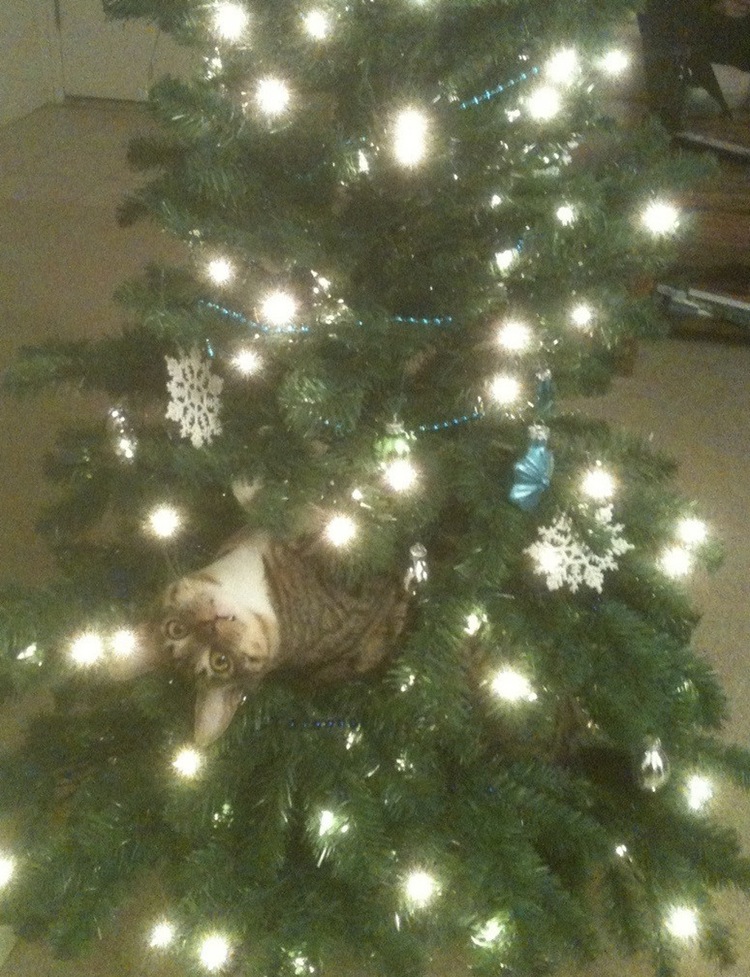 Cats Who DGAF About Your Christmas Tree
