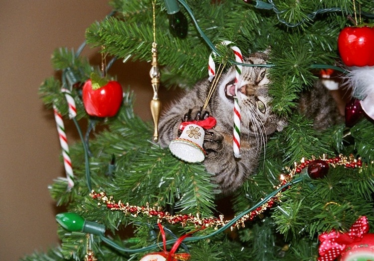 Cats Who DGAF About Your Christmas Tree