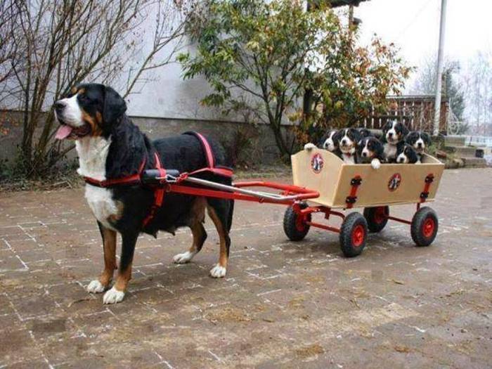 greater swiss mountain dog pulling