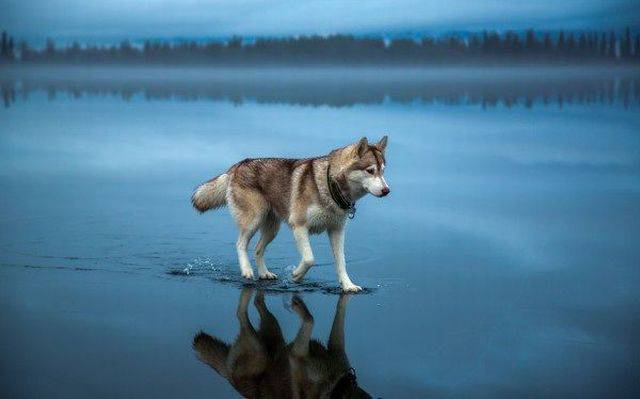 husky walks on water