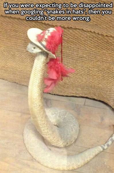 funny snakes - If you were expecting to be disappointed when googling "snakes in hats", then you couldn't be more wrong.