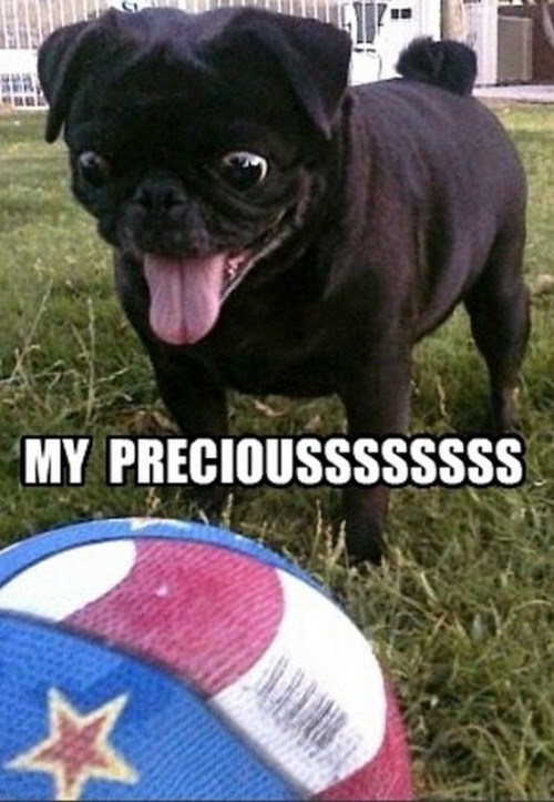funny cute pug - My Precioussssssss