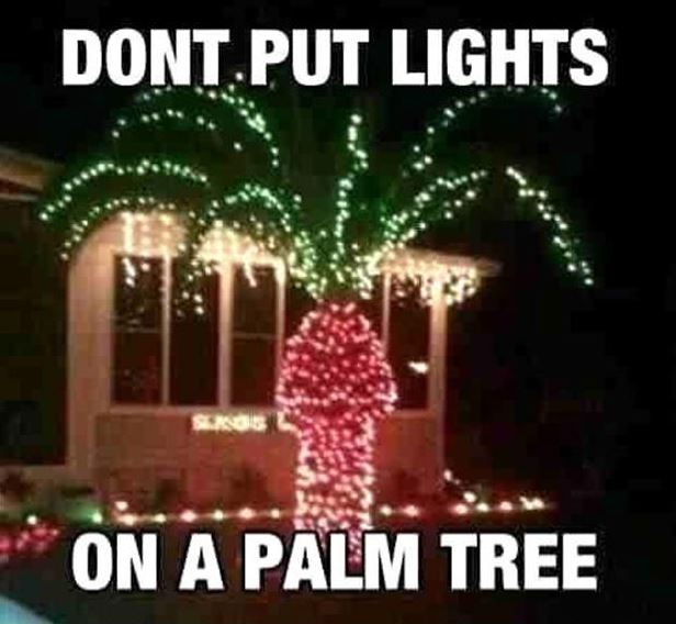 palm tree meme - Dont.Put Lights On A Palm Tree