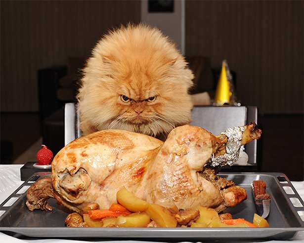random thanksgiving cat