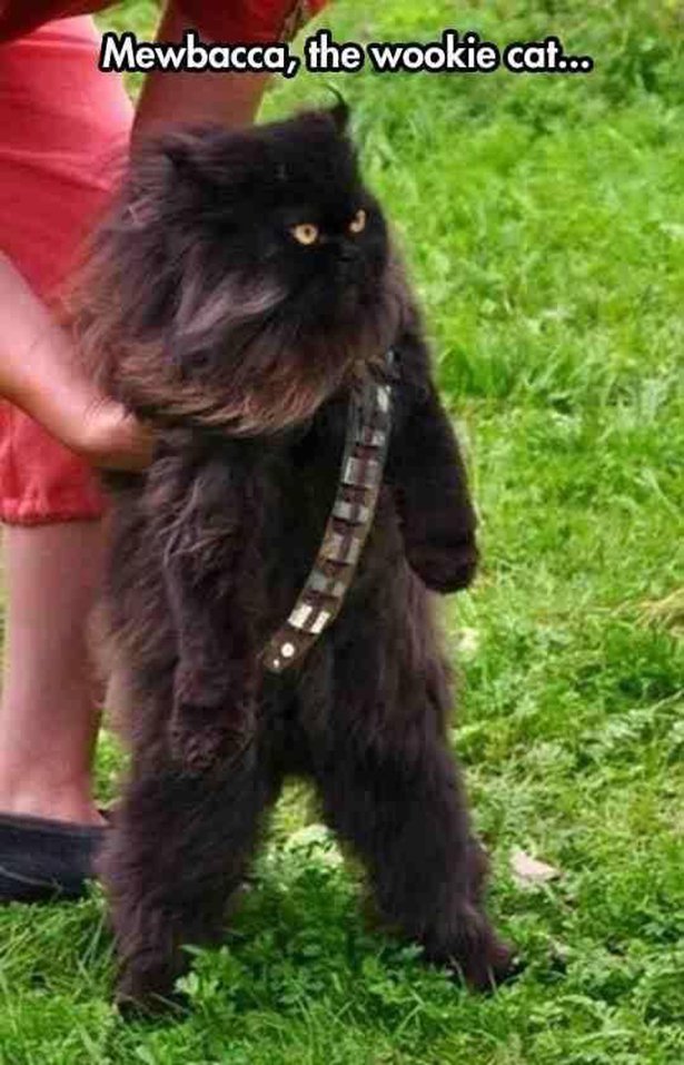 random star wars cat - Mewbacca, the wookie cat...