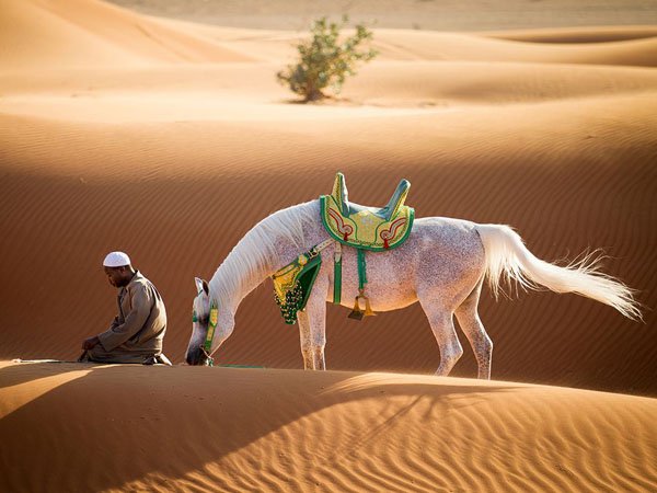 arabian horse desert