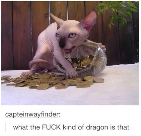 tumblr - sphynx tabaxi - capteinwayfinder what the Fuck kind of dragon is that