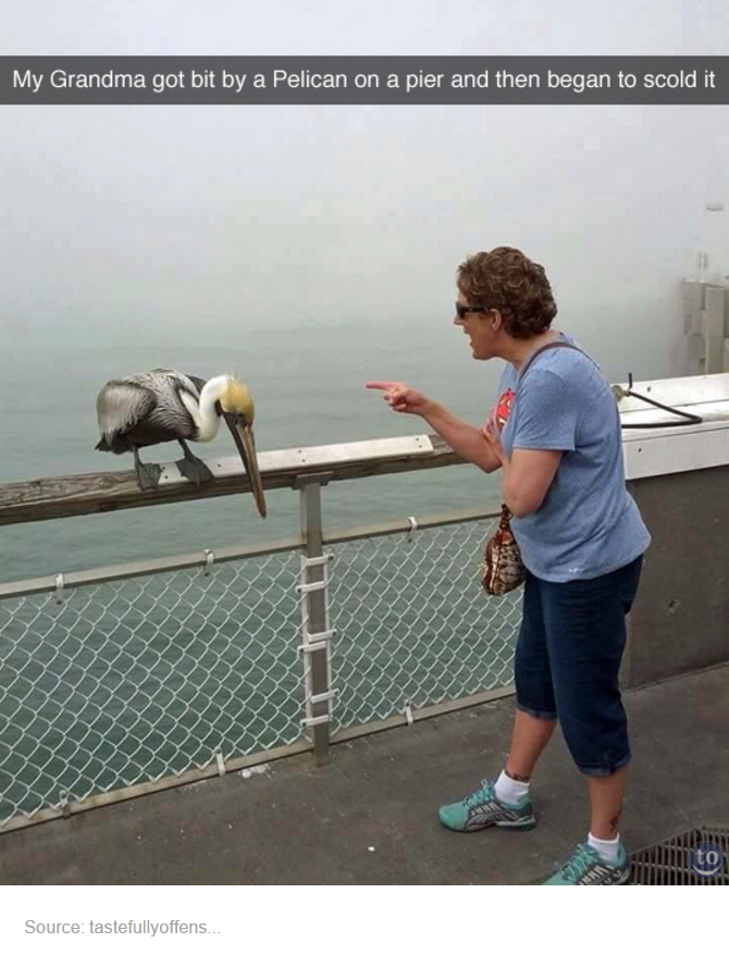 tumblr - funny snapchats - My Grandma got bit by a Pelican on a pier and then began to scold it to Source tastefullyottens