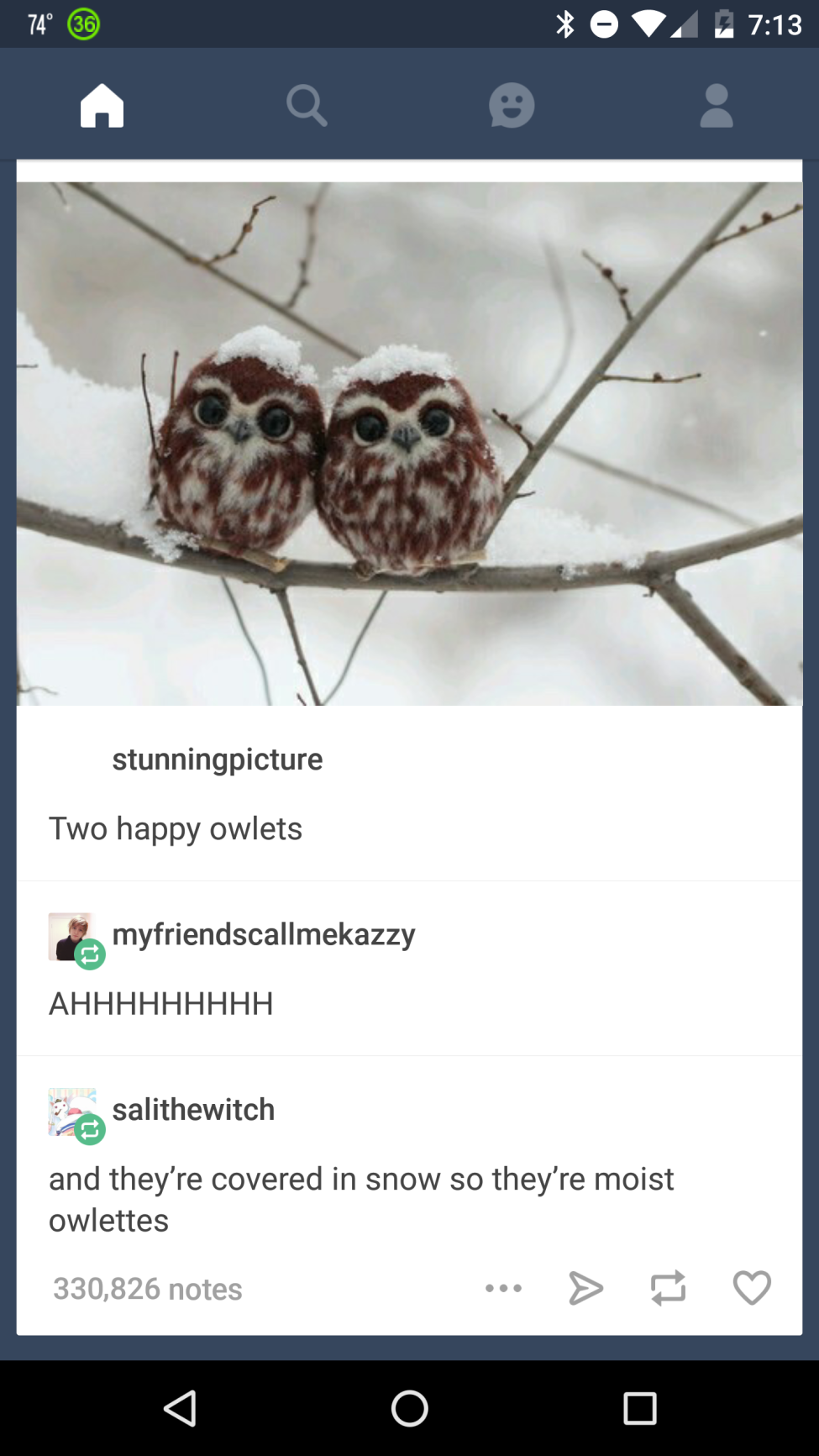 tumblr - baby owl - 74 o stunningpicture Two happy owlets myfriendscallmekazzy Ahhhhhhhhh sasalithewitch and they're covered in snow so they're moist owlettes 330,826 notes