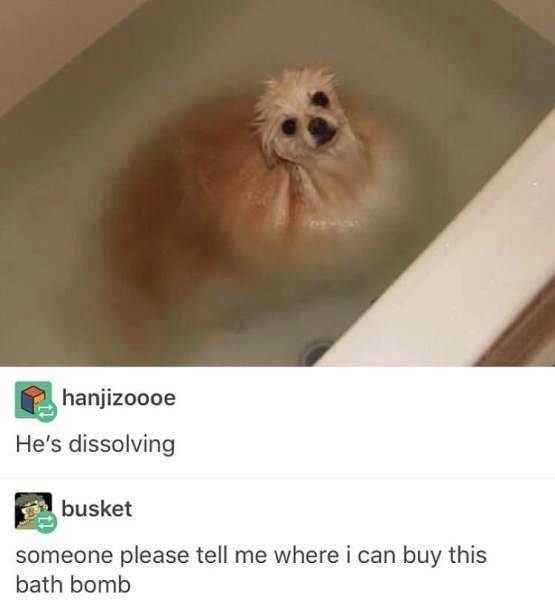 dog bath bomb - hanjizoooe He's dissolving busket someone please tell me where i can buy this bath bomb