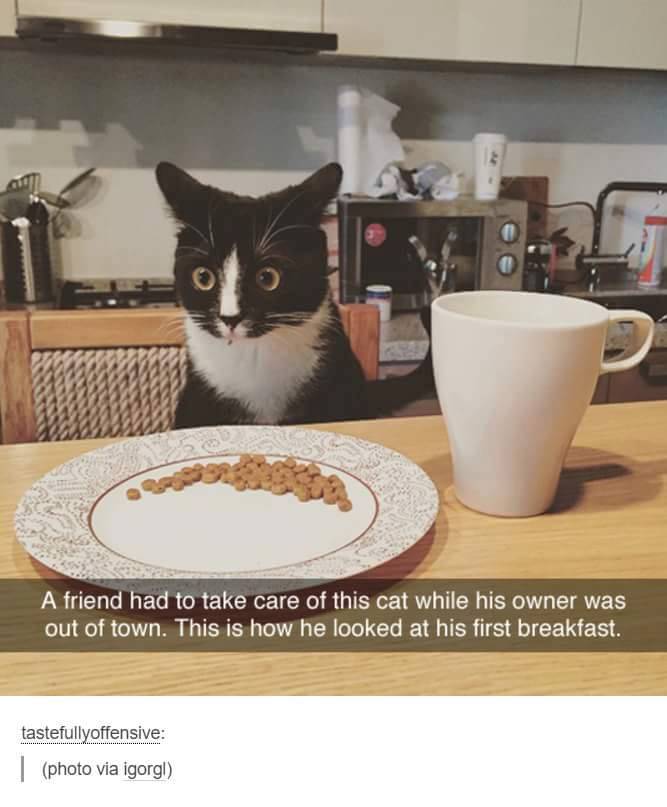 coffee and cat - A friend had to take care of this cat while his owner was out of town. This is how he looked at his first breakfast. tastefullyoffensive photo via igorgl