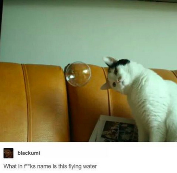 funny animals cat memes - blackumi What in fks name is this flying water