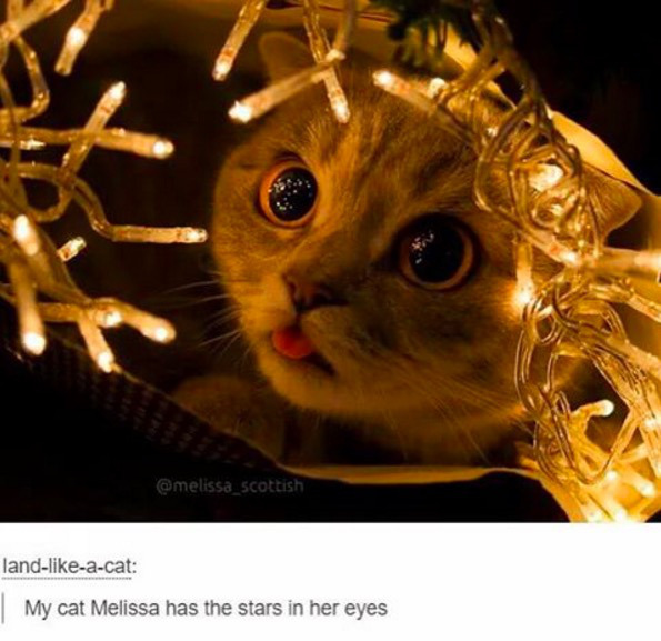 landacat My cat Melissa has the stars in her eyes