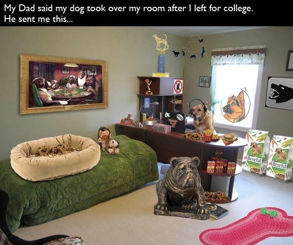 funny pranks for kids to pull on their parents - My Dad said my dog took over my room after I left for college. He sent me this... Beneful