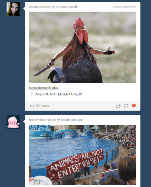 tumblr - cockfight meme - ancapprincess mrspaulryan Source reddit.com iamnotdoingshittoday Are You Not Entertained!? 110,764 notes greatwhiteprivilege knightscrest Ko Lio Animals Are Not Entertainment