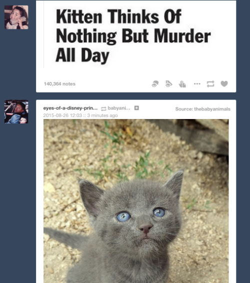 tumblr - photo caption - Kitten Thinks Of Nothing But Murder All Day 140,364 notes eyesofadisneyprin... babyani... 3 minutes ago Source thebabyanimals