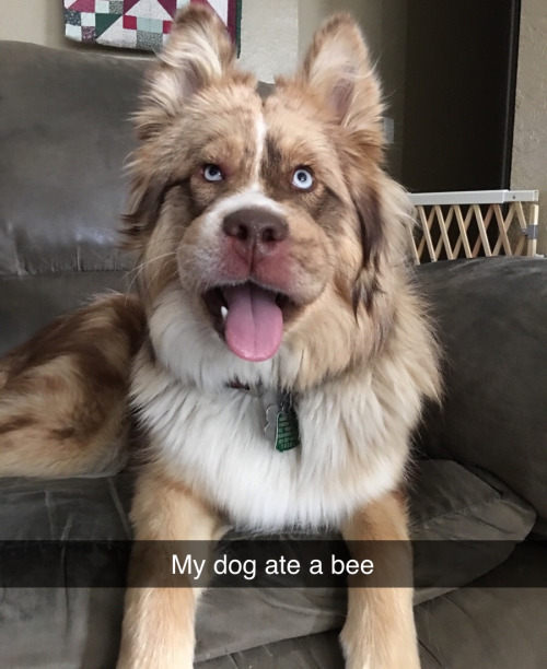 dogs stung by bees - Wwxxxx My dog ate a bee