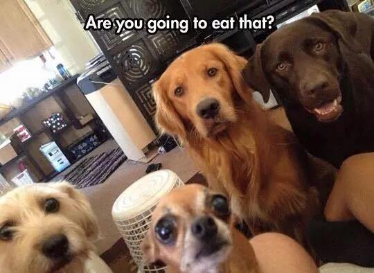 funny group pictures of dogs - Are you going to eat that?