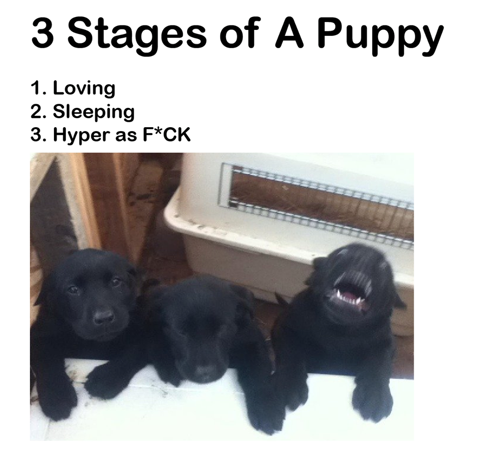 joy home for children - 3 Stages of A Puppy 1. Loving 2. Sleeping 3. Hyper as FCk