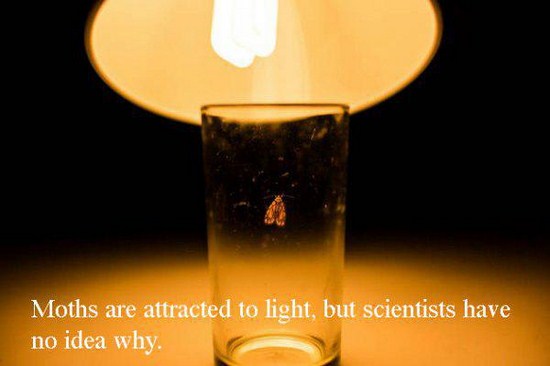 lighting - Moths are attracted to light, but scientists have no idea why.