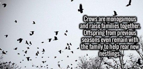 Celebrity - A Crows are monogamous and raise families together. Offspring from previous seasons even remain with the family to help rear new nestlings.