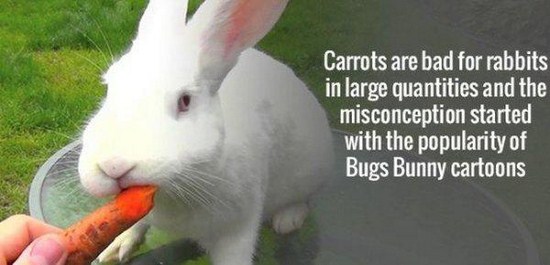 interesting fact about carrots - Carrots are bad for rabbits in large quantities and the misconception started with the popularity of Bugs Bunny cartoons