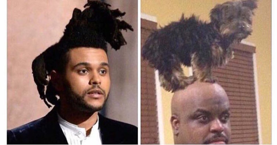 weeknd dog meme