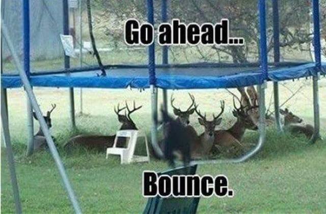 canadian humour - Go ahead... Bounce.