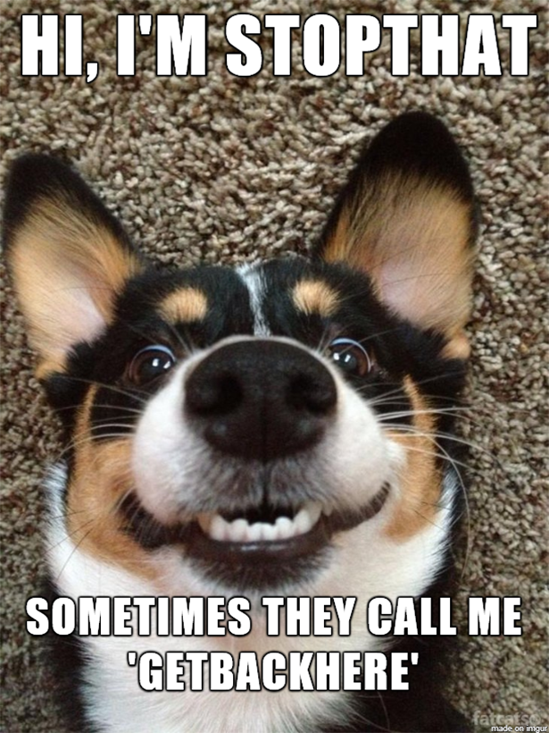 funny funny dog memes - Hi, I'M Stopthat Sometimes They Call Me Getbackhere'