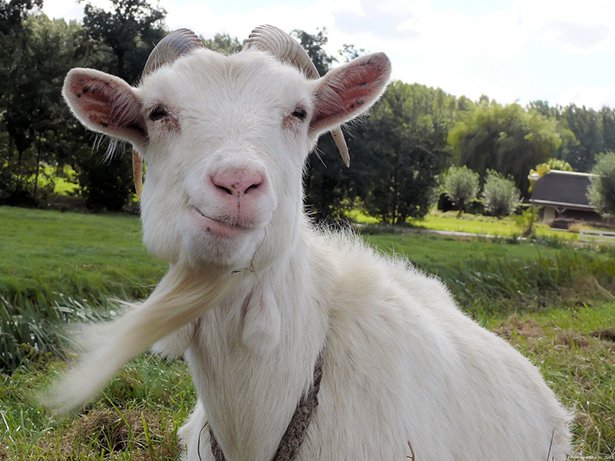 funny goatee on a goat