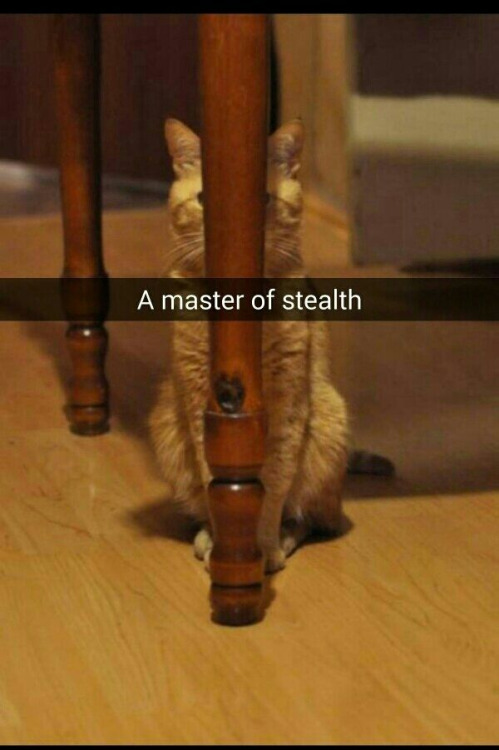 cat hiding funny - A master of stealth
