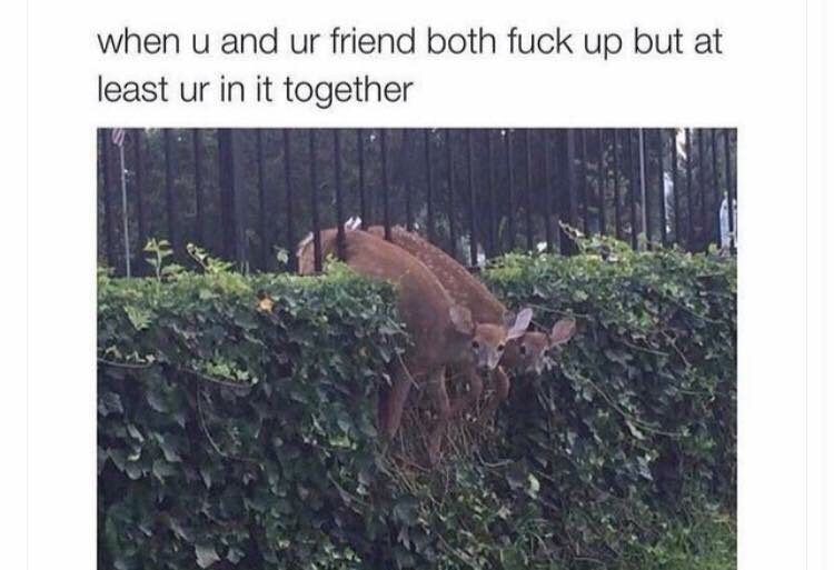 two deer stuck in fence meme - when u and ur friend both fuck up but at least ur in it together