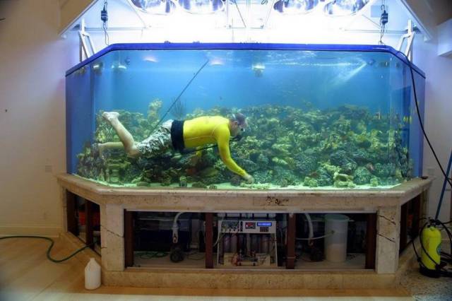 funny picture man scuba diving in a large fishtank