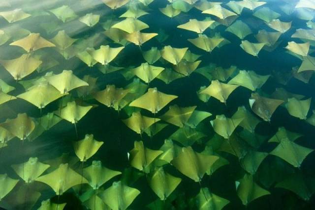 cool picture of mantaray fish that are very ghostly