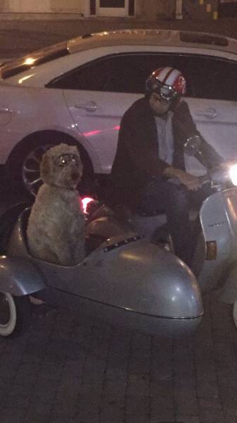 funny picture of a man on a vespa scooter with a dog in his side car