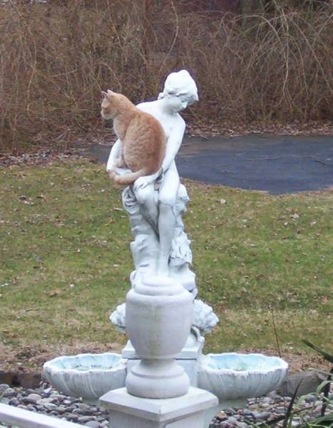 funny picture of a cat on a statue