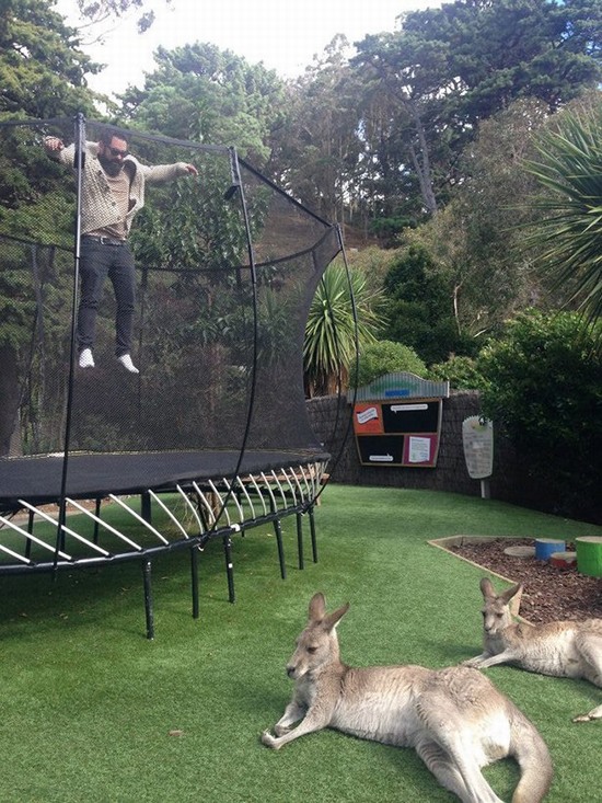 man jumping on a trampoline alongside kangaroos