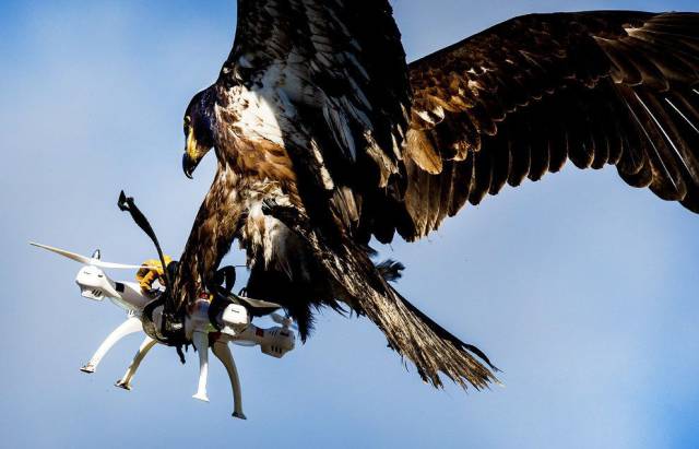 eagle catching drone