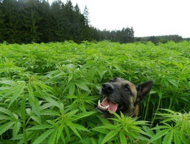dog cannabis