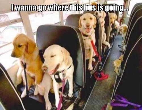 doggy school bus - I wanna go where this bus is going..