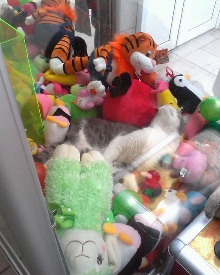 Claw arcade machine that broke open and has a cat frolicking in it