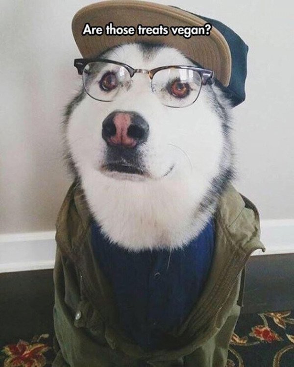 hipster looking dog captioned to be asking if those treats are vegan friendly