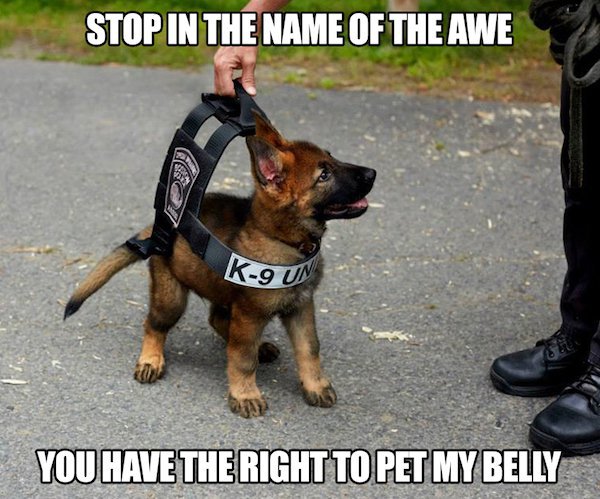 cute picture of police dog puppy