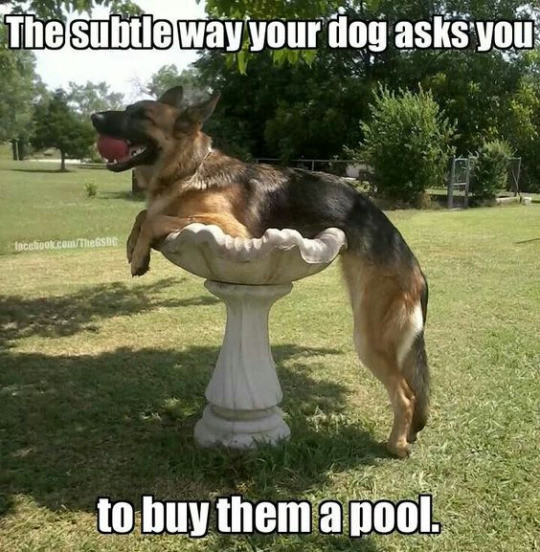 muriwai - The subtle way your dog asks you facebook.comthesue to buy them a pool.