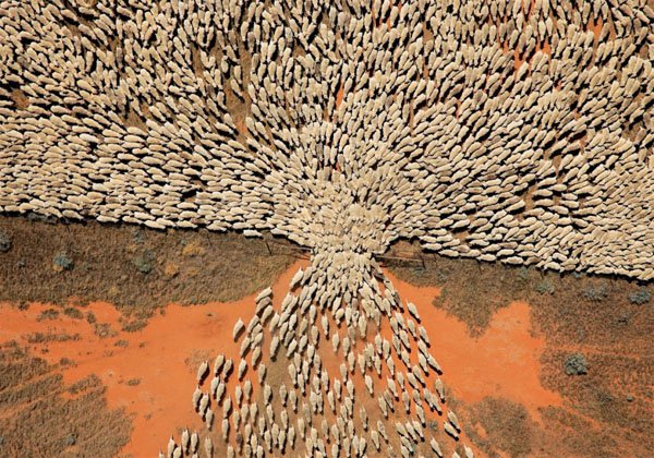 herd of sheep pass through a gate