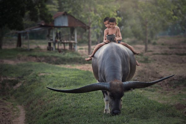 water buffalo kids