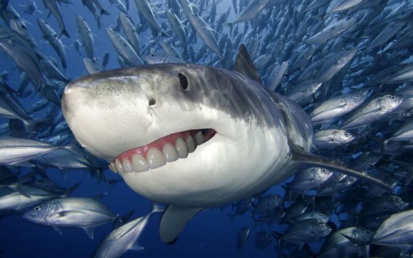 Sharks With Human Teeth Are Far Less Scary!