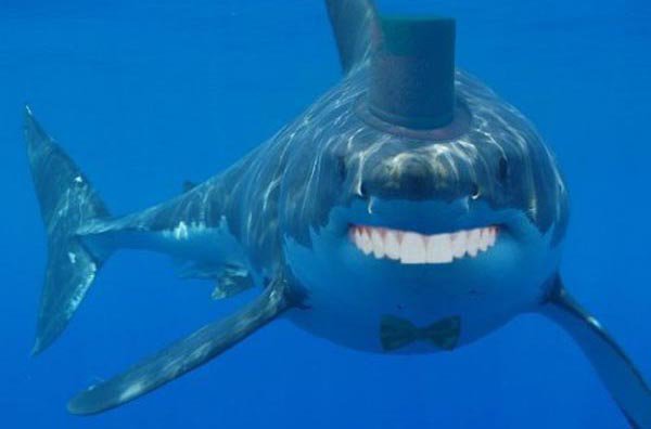 Los tiburones con dientes humanos son mucho menosLos tiburones con dientes humanos son mucho menos  