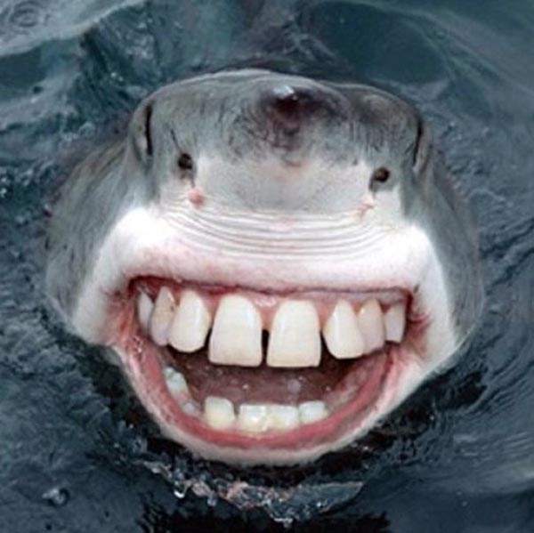 Sharks With Human Teeth Are Far Less Scary!