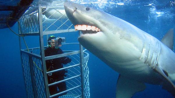 Sharks With Human Teeth Are Far Less Scary!